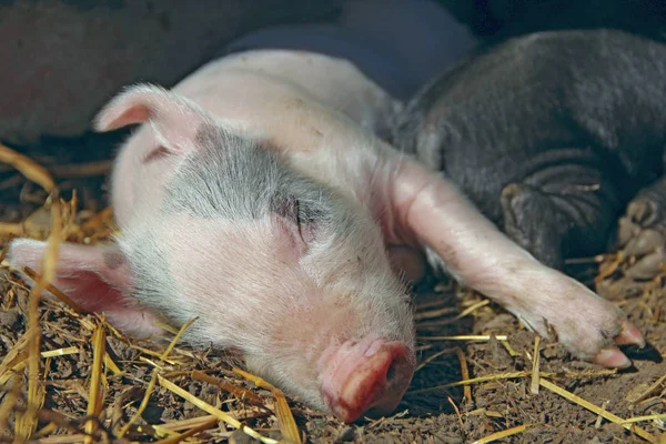 農場で眠っているピンクのピグレットと日光浴 ピンクのピグレットは太陽の下で眠ります 面白い豚だ 若い子豚は庭に残ります — ストック写真