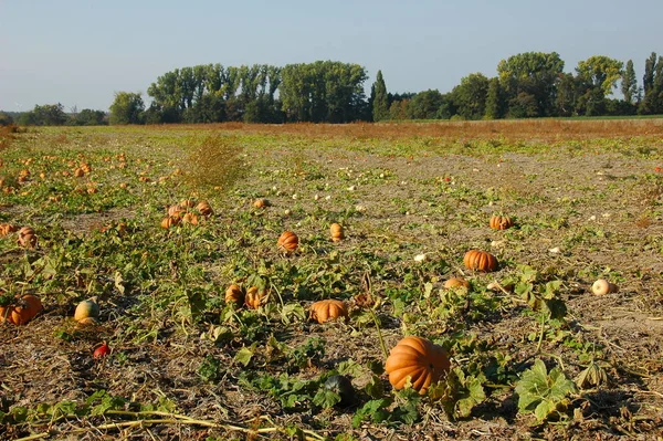 Landschappelijke Visie Landbouw Het Platteland — Stockfoto