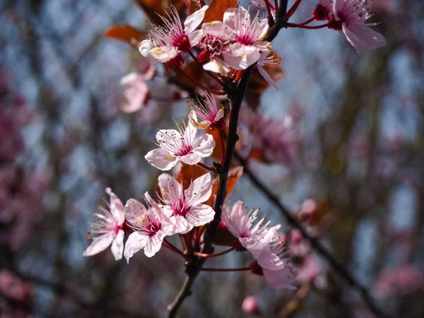 Closeup Beautiful Pink Flowers Branch Cherry Tree Showing Stamens Anthers — Stock Photo, Image