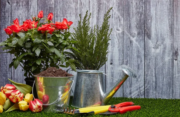 Nature Morte Avec Outils Jardinage Arrosoir Seau Avec Sol Tulipes — Photo