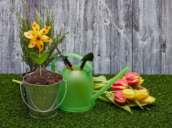 Still Life Gardening Tools Watering Can Bucket Soil Fresh Tulips — Stock Photo, Image