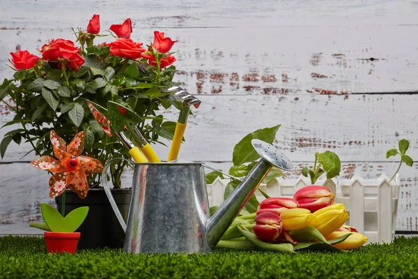 Natureza Morta Com Ferramentas Jardinagem Regando Pode Brotos Jovens Rosas — Fotografia de Stock