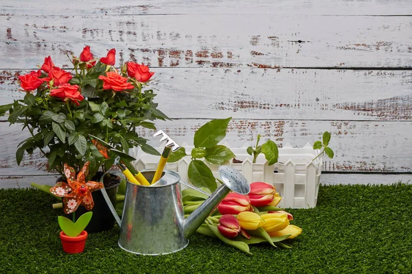 Natureza Morta Com Ferramentas Jardinagem Regando Pode Brotos Jovens Rosas — Fotografia de Stock