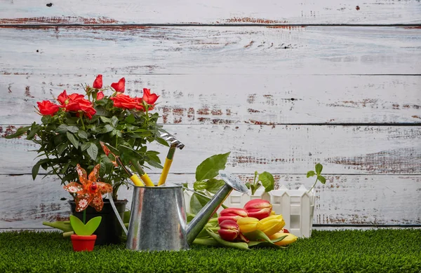 Natureza Morta Com Ferramentas Jardinagem Regando Pode Brotos Jovens Rosas — Fotografia de Stock