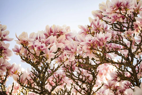 Magnolia Blommor Kronblad Blomma Vår Flora — Stockfoto