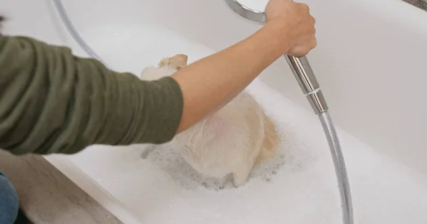 Pomeranian Cão Tomar Banho Ficar Com Raiva — Fotografia de Stock