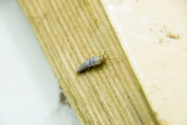 Insekter Som Äter Papper Silverfisk Pest Böcker Och Tidningar — Stockfoto