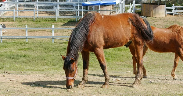 Paard Boerderij — Stockfoto