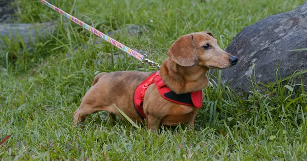 Dachshund Going Out Park — Stock Photo, Image