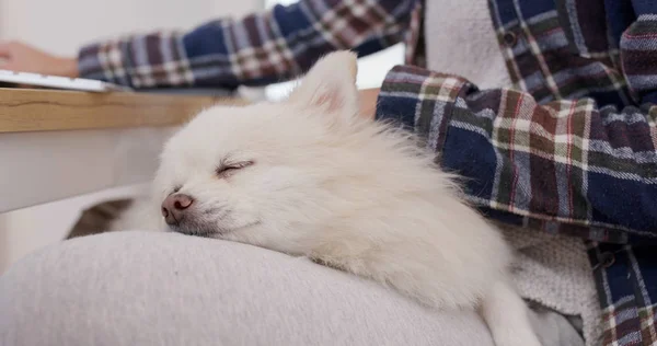 Vrouw Werken Computer Haar Pomeranian Hond Slapen Haar Benen — Stockfoto
