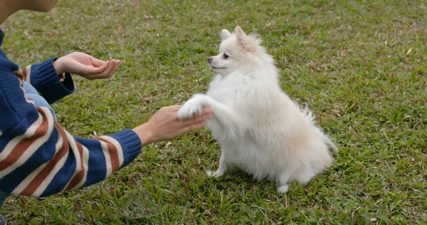 女人在公园和她的波美拉尼亚犬玩耍 — 图库照片