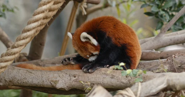 Panda Rojo Ailurus Fulgens — Foto de Stock