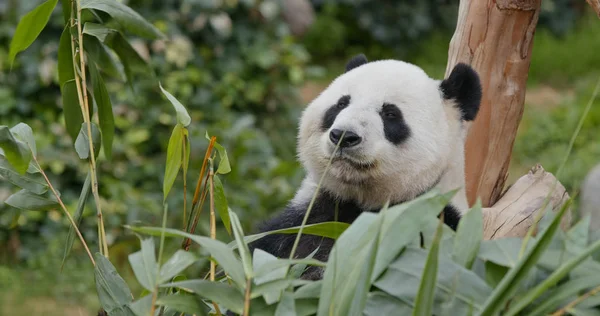 Primer Plano Los Animales Zoológico —  Fotos de Stock