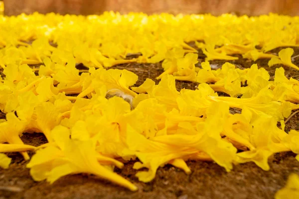 黄金の花が地面に落ち 黄金の木という名前 — ストック写真