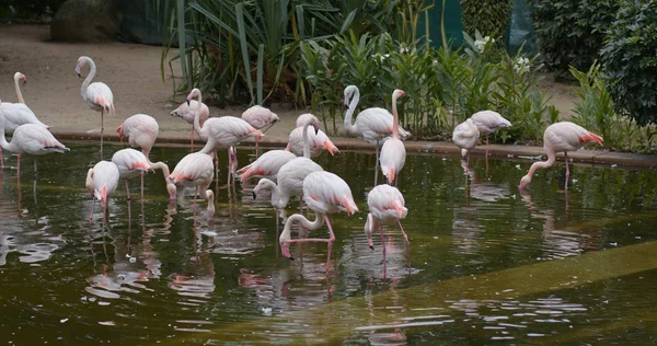Flamingos Cor Rosa Zoológico — Fotografia de Stock