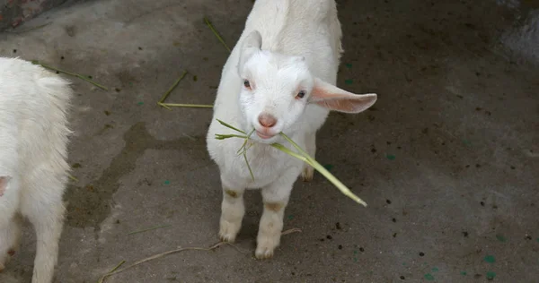 Pequena Ovelha Fazenda — Fotografia de Stock