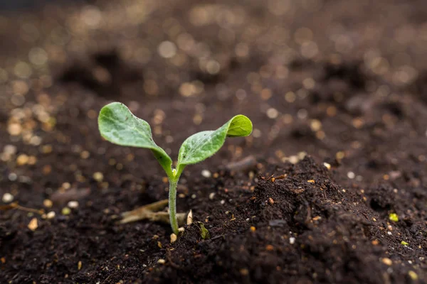 Les Semis Poussent Partir Sol Fertile — Photo