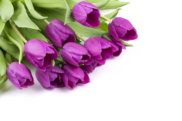 Frische Blumen Lila Tulpen — Stockfoto