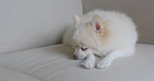 Собака Померанський Спить Дивані — стокове фото