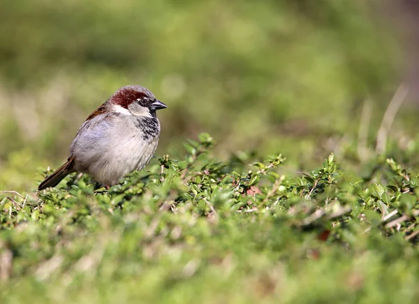 Man Huis Sperling Passer Domesticus Het Platteland — Stockfoto