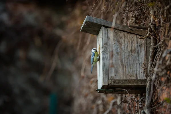 蓝色山雀山雀 Caeruleus 在鸟房子它居住哺养年轻人 场的浅景深与背景模糊 — 图库照片