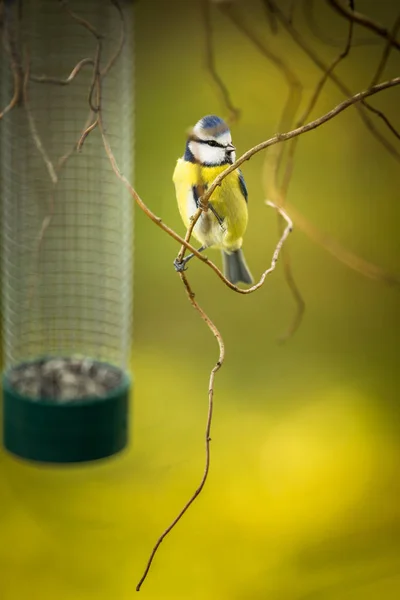 Bir Bahçe Kış Aylarında Lat Parus Caeruleus Besleyiciye Üzerinde Küçük — Stok fotoğraf