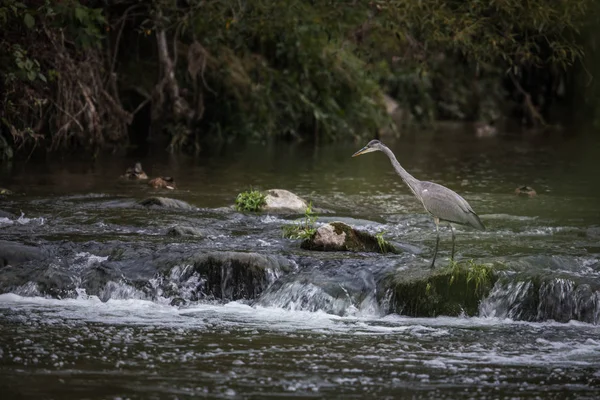 Chasse Héron Gris Dans Une Rivière Faune Dans Son Habitat — Photo