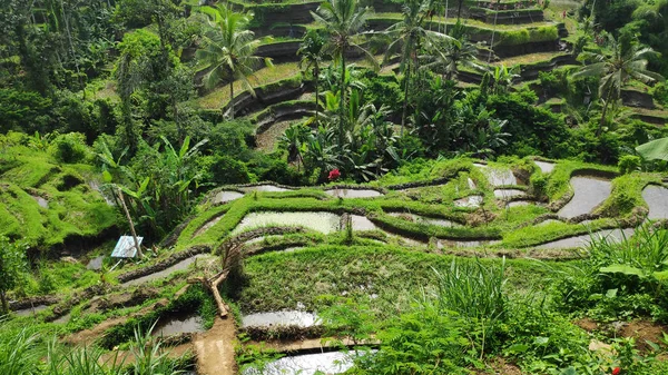 Tegalang Rijstterrassen Ubud Bali Tegalang Rice Terrace Een Van Beroemde — Stockfoto