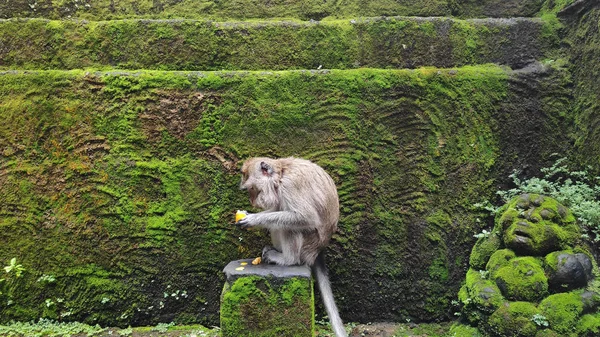 Портрет Мавпи Сидить Камені — стокове фото
