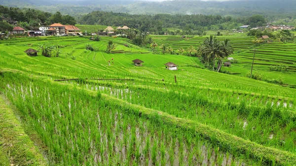 Jatiluwih Pirinç Teras Yeşil Ormanlarda Ubud Bali — Stok fotoğraf