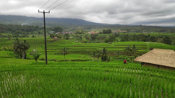 Jatiluwih rice terrace with sunny day and green jungles in Ubud, Bali