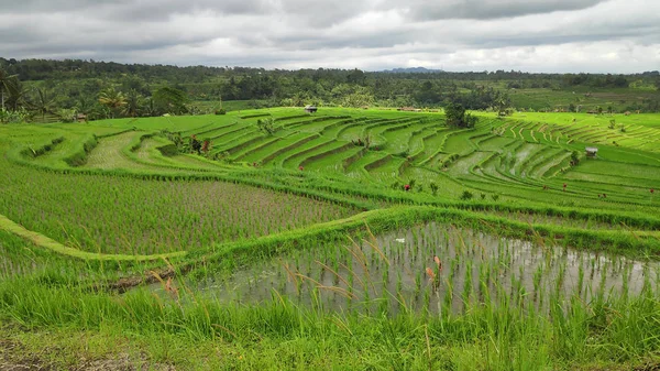 Terrasse Riz Jatiluwih Avec Journée Ensoleillée Jungles Vertes Ubud Bali — Photo