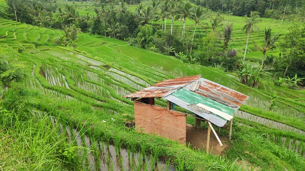 Jatiluwih rice terrace with sunny day and green jungles in Ubud, Bali