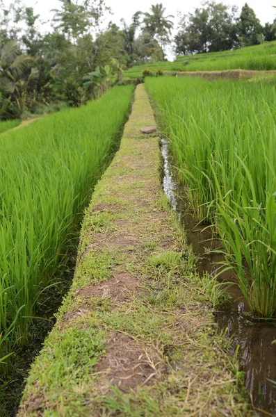 Рисовая Терраса Jatiluwih Солнечным Днем Зелеными Джунглями Убуде Бали — стоковое фото