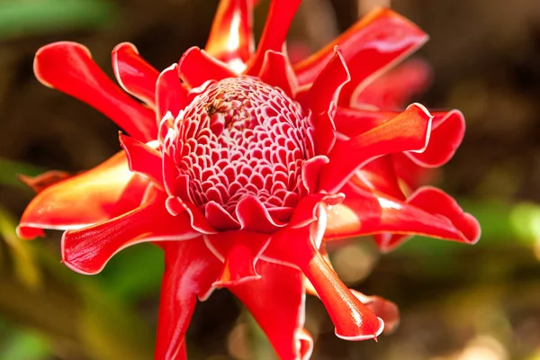 Їстівна Червона Імбирна Квітка Лілії — стокове фото