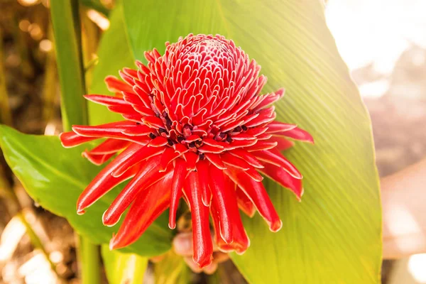 Flor Lírio Gengibre Vermelho Comestível — Fotografia de Stock