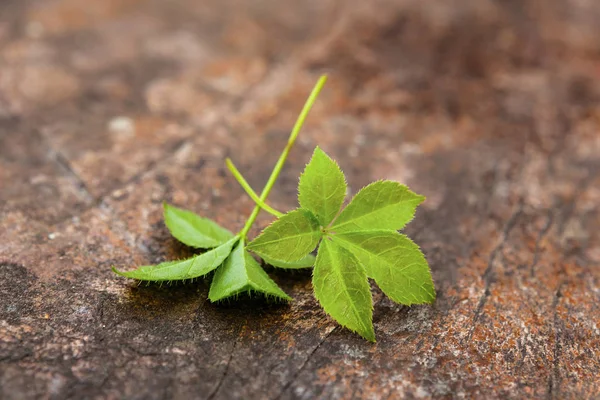 Jiaogulan Gynostemma Pentaphyllum Planta Médica Saudável — Fotografia de Stock