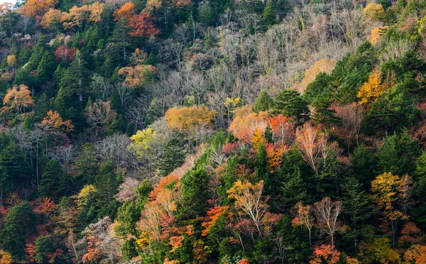 Otoño Estación Bosque Lago — Foto de Stock