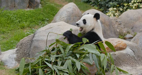 Panda Zöld Bambuszt Eszik Állatkertben — Stock Fotó