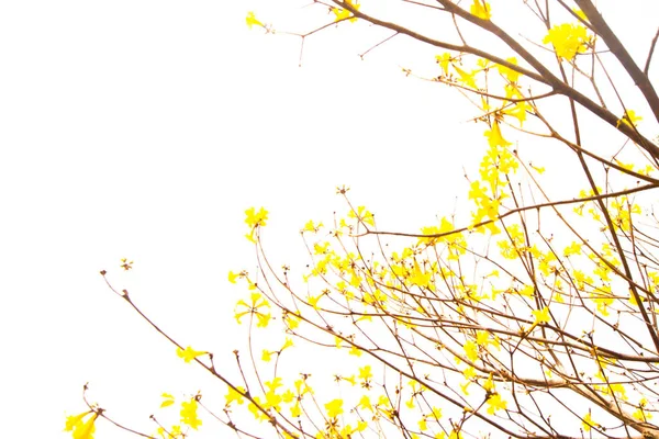 Tree Full Golden Yellow Commonly Known Golden Tree — Stock Photo, Image