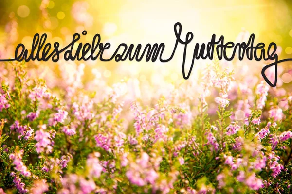 ドイツの書道 Alles Liebe Zum Muttertagは幸せな母の日を意味します エリカ フラワー フィールドかメドウ 春夏秋冬 — ストック写真