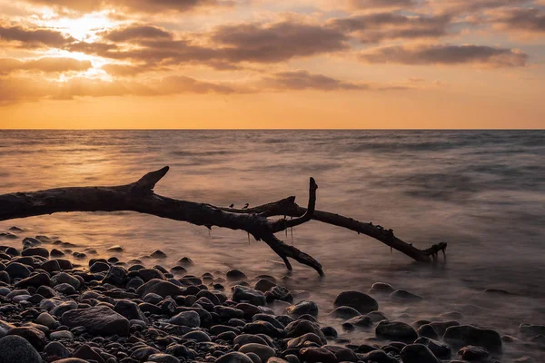 Baltık Denizi Kıyısında Sürüklenen Odun — Stok fotoğraf