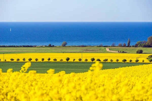 Vista Para Mar Báltico Com Campo Canola — Fotografia de Stock