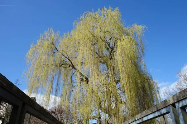 Weeping Willow Footbridge Bad Oldesloe — Stock Photo, Image