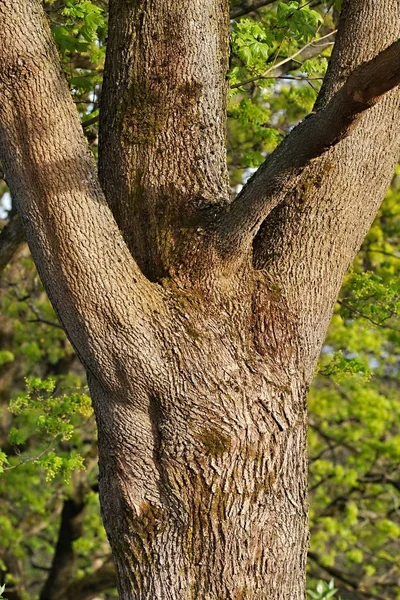 Tronco Árbol Grueso Cerca —  Fotos de Stock