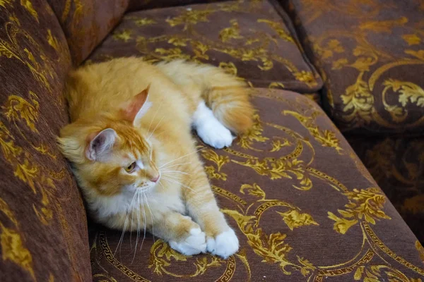 집에서 순종하는 고양이의 고양이 자이언트 — 스톡 사진