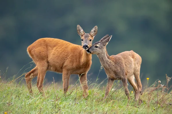 Corça capreolus capreolus corça selvagem na natureza