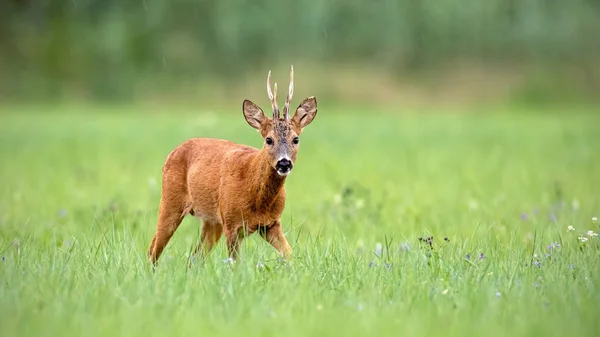 かわいい色の鹿 カプレオラスカプレオラス バック夏には緑の背景がぼやけてカメラに向かって歩く 自然の中で野生の哺乳類 — ストック写真