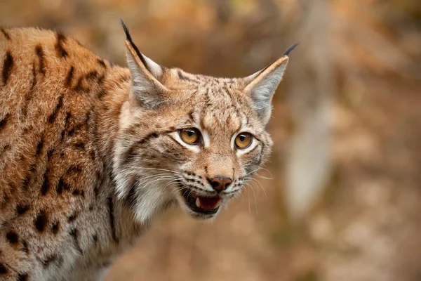 Detail Eurasian Lynx Looking Searching Prey Mouth Open Wild Predator — Stock Photo, Image