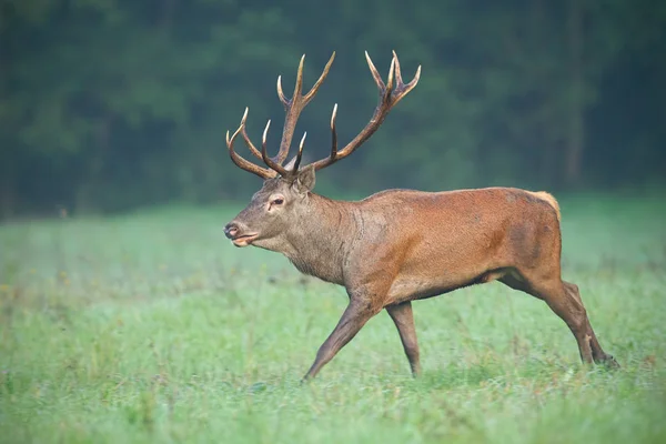 Ciervo Rojo Salvaje Cervus Elaphus Mantiene Firme Largo Del Prado —  Fotos de Stock